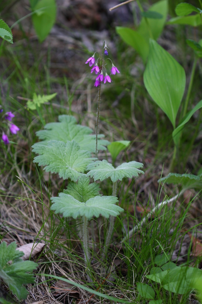 Image of Cortusa discolor specimen.