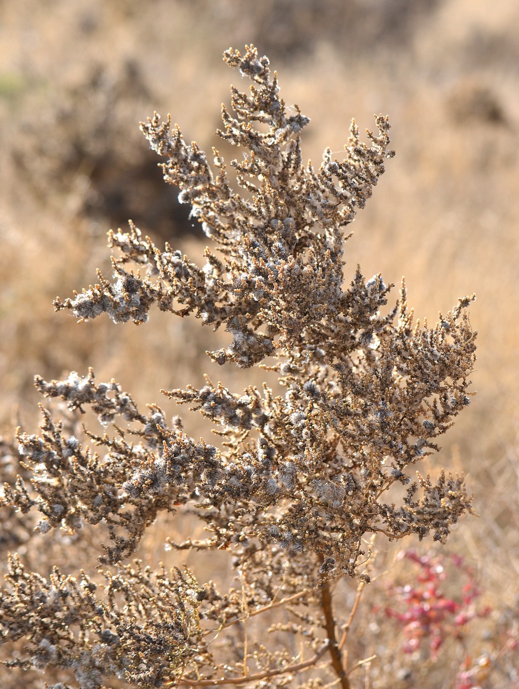 Изображение особи Salsola dendroides.