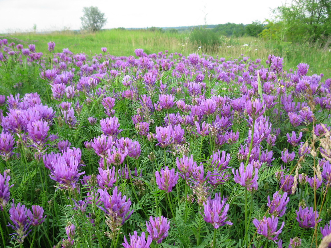 Image of Astragalus onobrychis specimen.