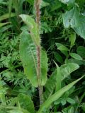 Trommsdorffia ciliata