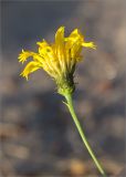 Hieracium umbellatum variety dunale. Верхушка побега с соцветием с кормящейся на нём тлёй. Ленинградская обл., Выборгский р-н, побережье Финского залива в окр. оз. Высокинское, песчаный пляж. 02.07.2016.