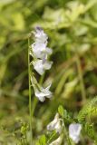 Vicia sylvatica