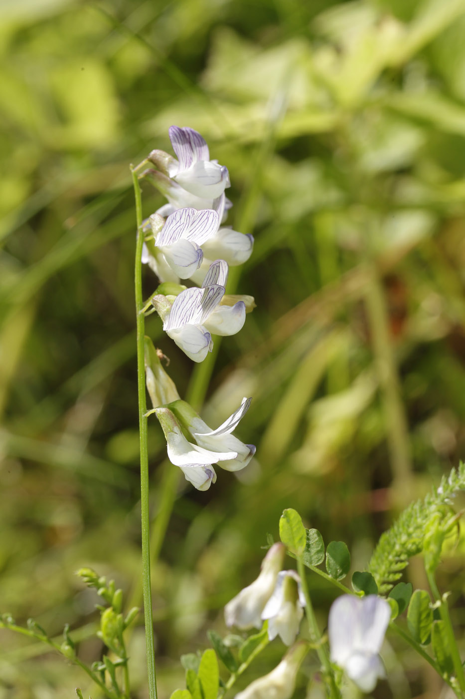 Изображение особи Vicia sylvatica.