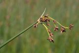 Schoenoplectus lacustris. Верхушка побега с соплодием. Ленинградская обл., побережье в окр. ст. Бронка, заросли в воде у берега залива. 08.08.2009.