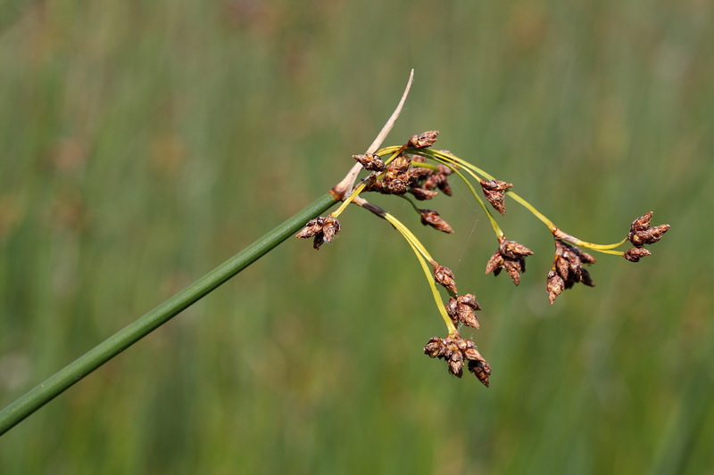 Изображение особи Schoenoplectus lacustris.