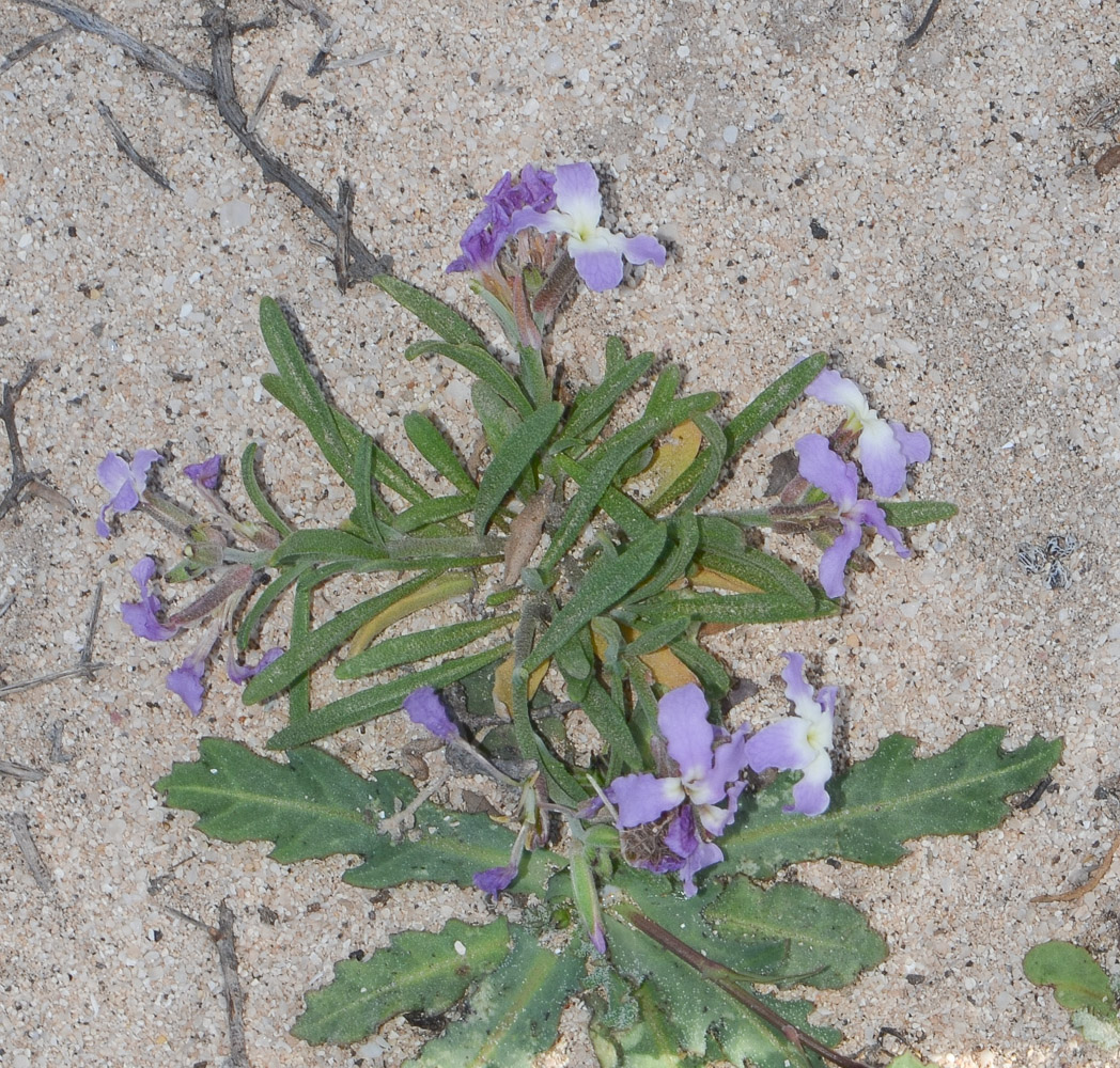 Изображение особи Matthiola fruticulosa var. bolleana.