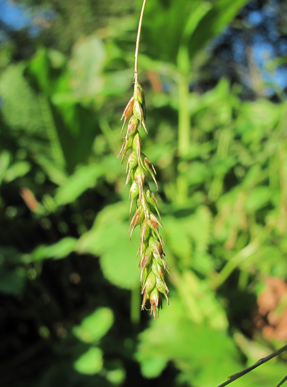 Изображение особи Carex sylvatica.