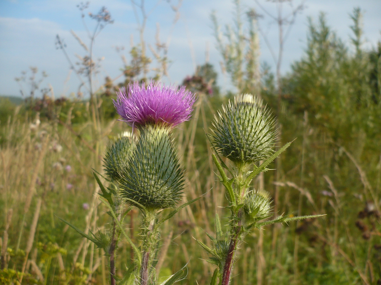 Изображение особи Cirsium vulgare.