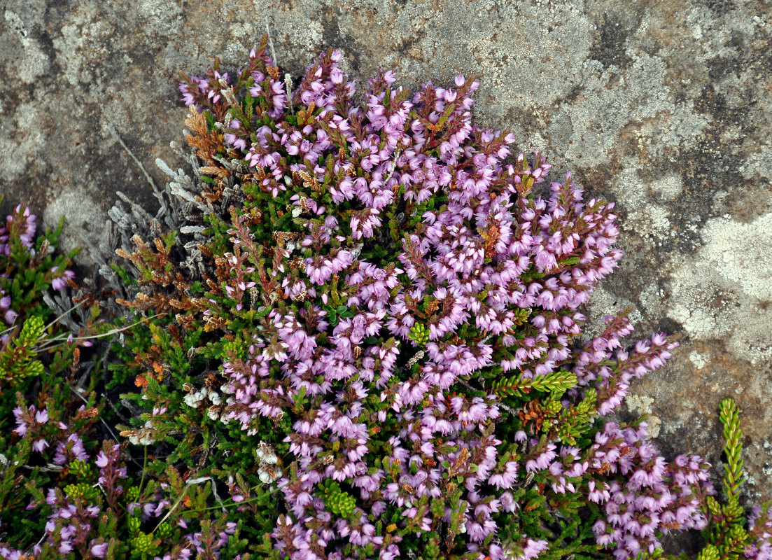 Image of Calluna vulgaris specimen.
