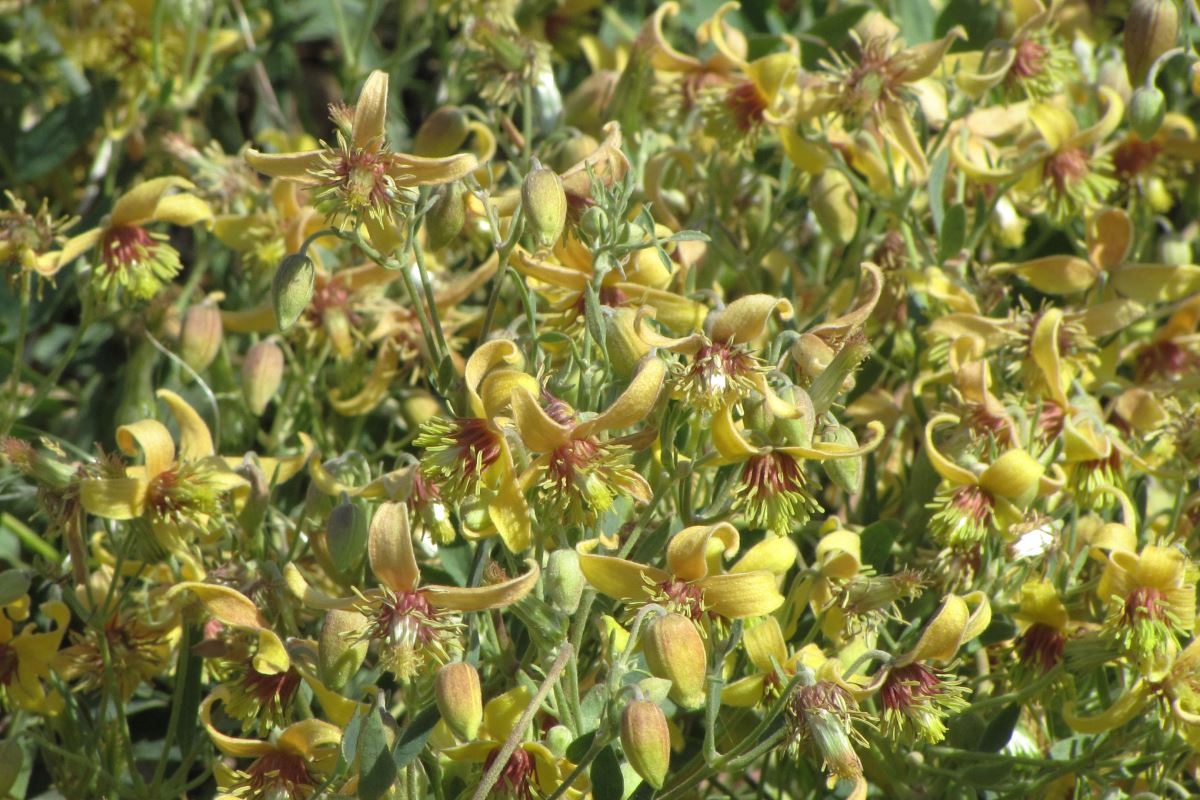 Image of Clematis orientalis specimen.