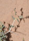 Helianthemum lippii