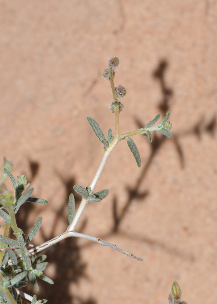 Image of Helianthemum lippii specimen.