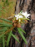 Ledum palustre