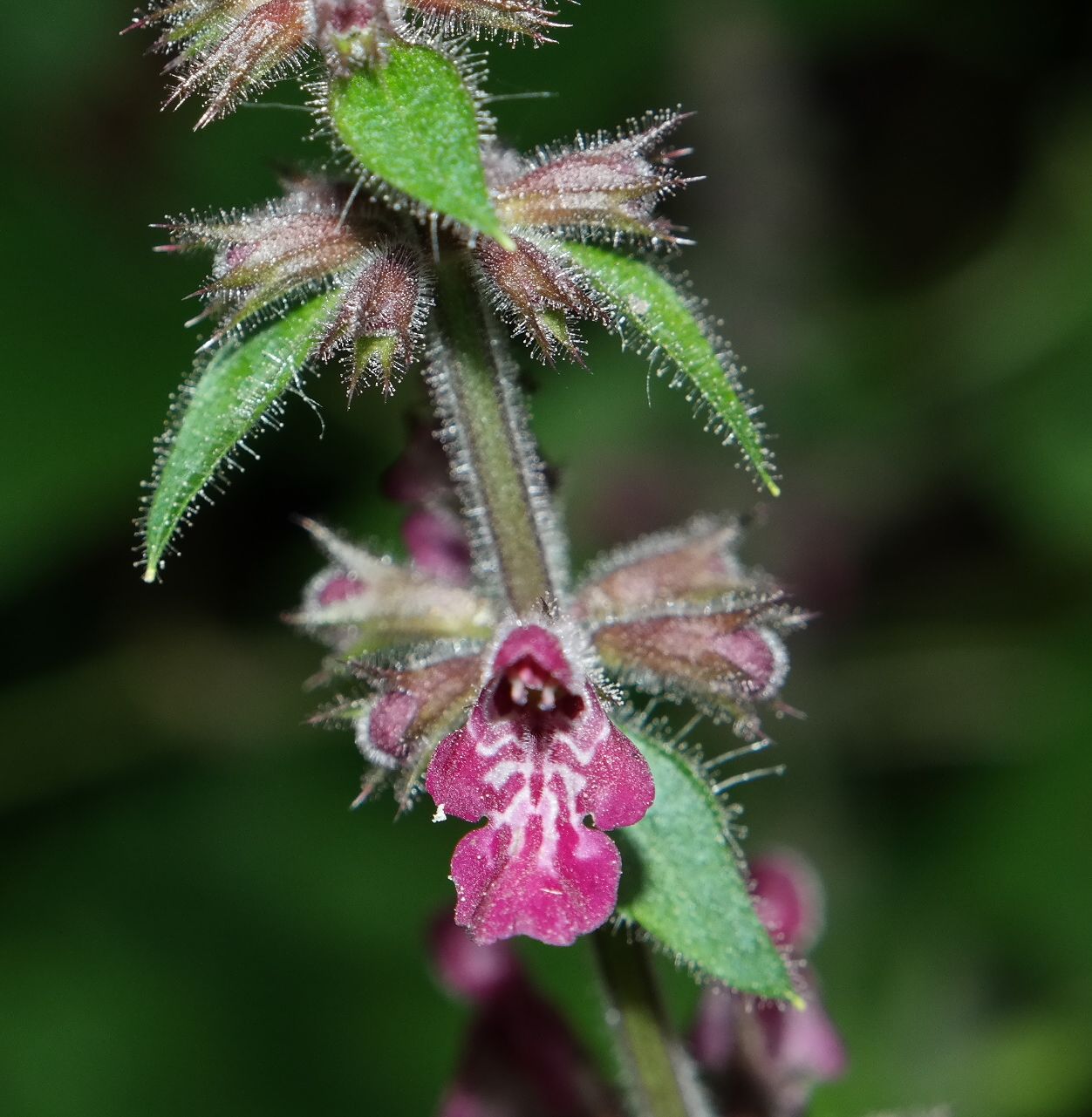 Изображение особи Stachys sylvatica.