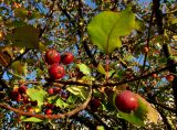 Malus &times; purpurea