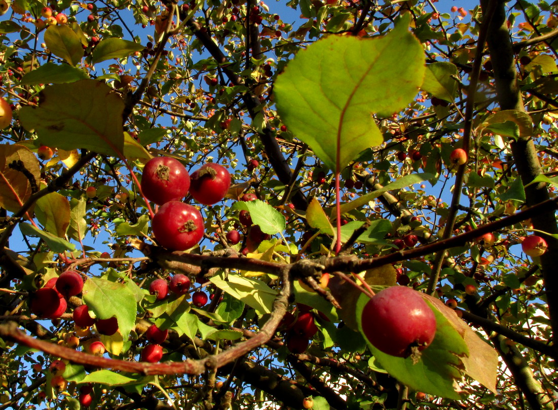 Image of Malus &times; purpurea specimen.