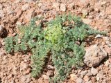 Schrenkia vaginata