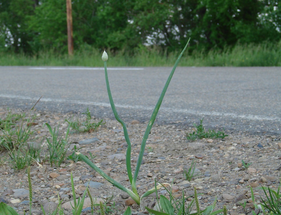 Изображение особи Allium fistulosum.