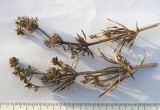 Asperula molluginoides