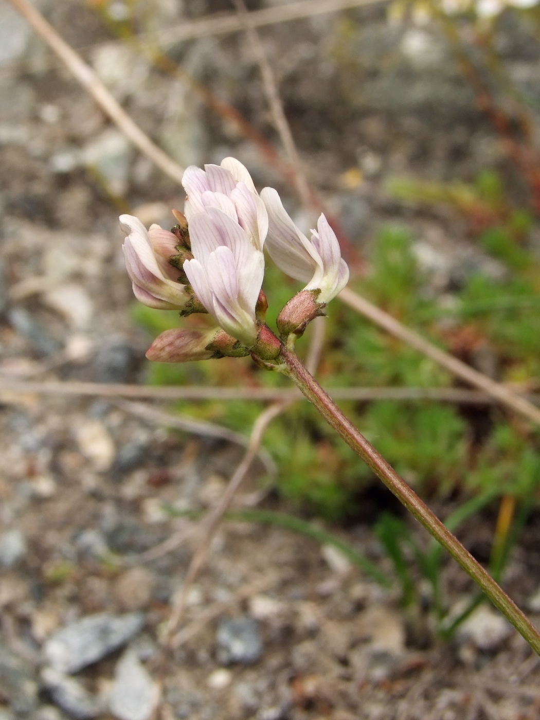 Изображение особи Astragalus vallicoides.