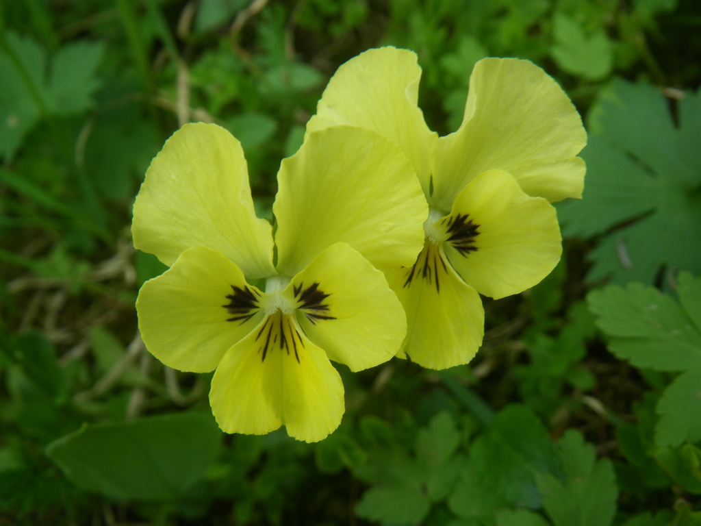 Image of Viola altaica specimen.
