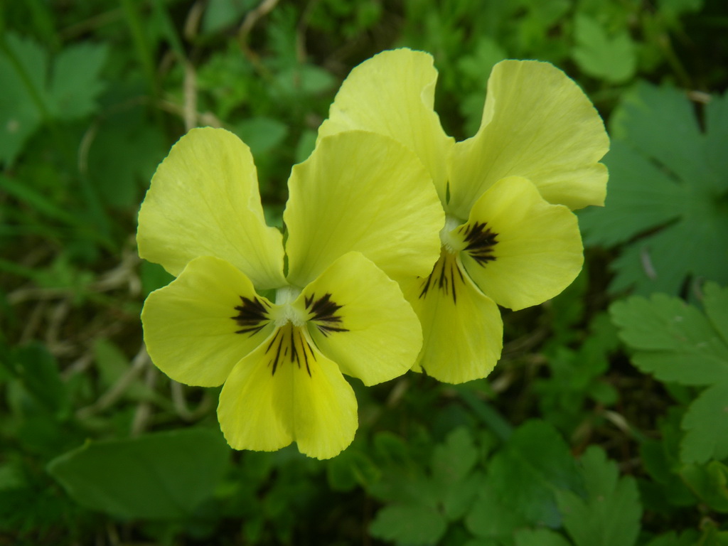 Image of Viola altaica specimen.