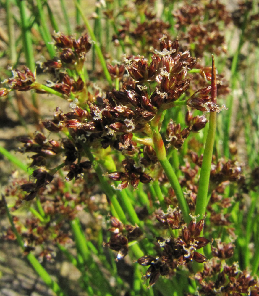 Image of Juncus articulatus specimen.