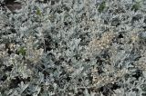 Artemisia stelleriana
