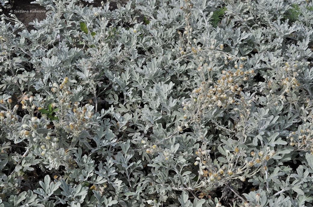 Изображение особи Artemisia stelleriana.