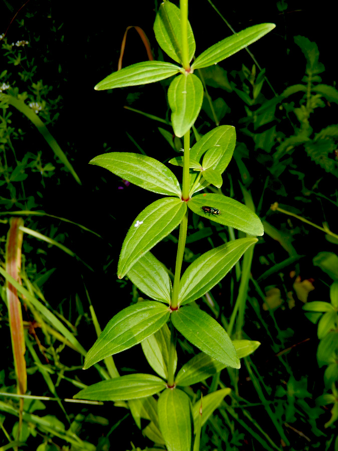 Изображение особи Galium rubioides.