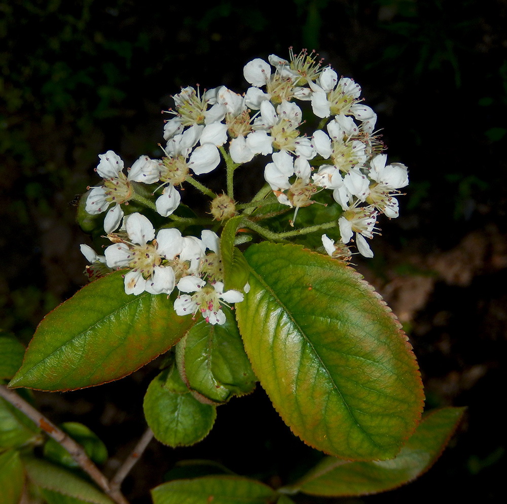 Изображение особи &times; Sorbaronia mitschurinii.