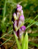 Anacamptis подвид caucasica