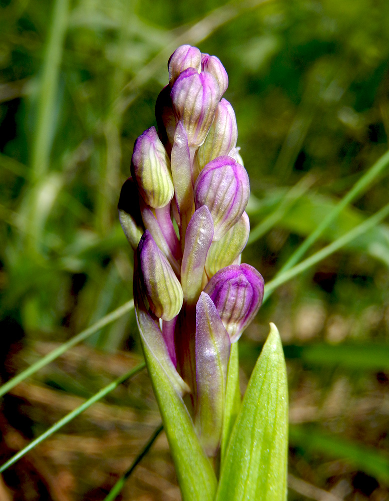Изображение особи Anacamptis morio ssp. caucasica.