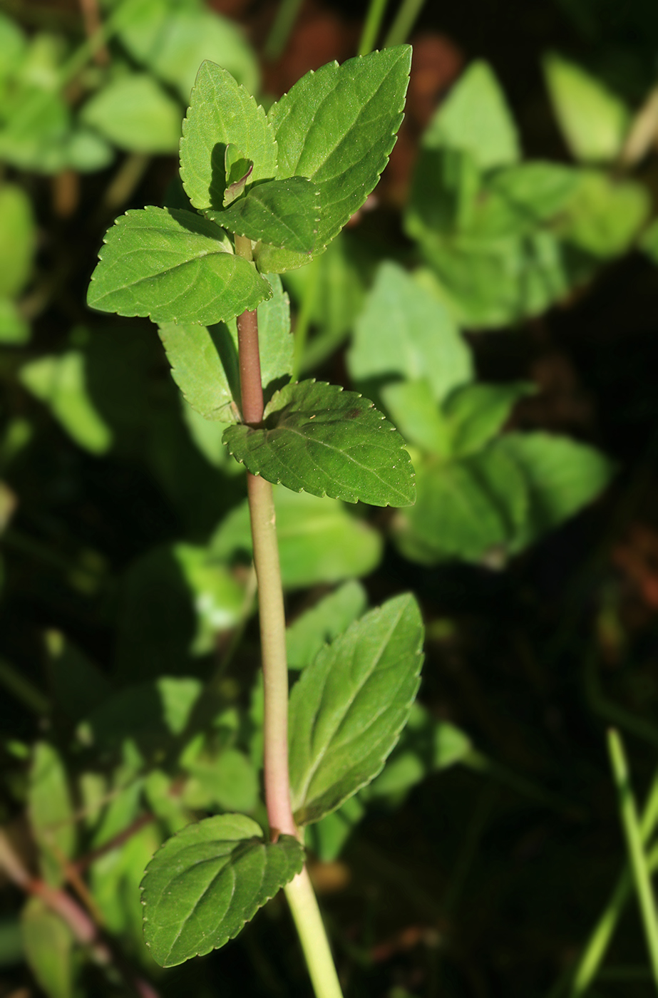 Image of Veronica americana specimen.