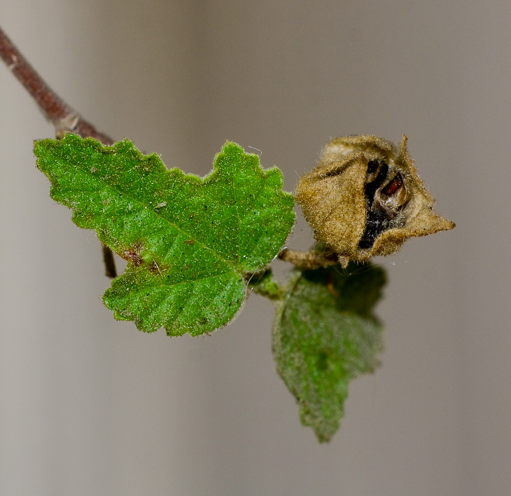 Image of Anisodontea capensis specimen.