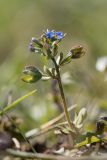 Veronica triphyllos. Верхушка цветущего растения.. Ростовская обл., Октябрьский р-н, склон правого коренного берега р. Аюта. 11.04.2015.