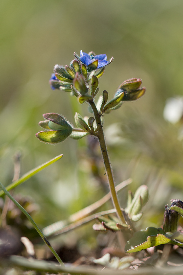 Изображение особи Veronica triphyllos.