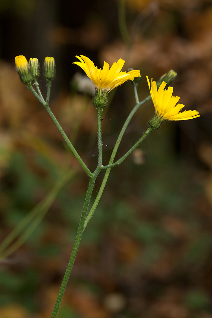 Изображение особи Hieracium sylvularum.