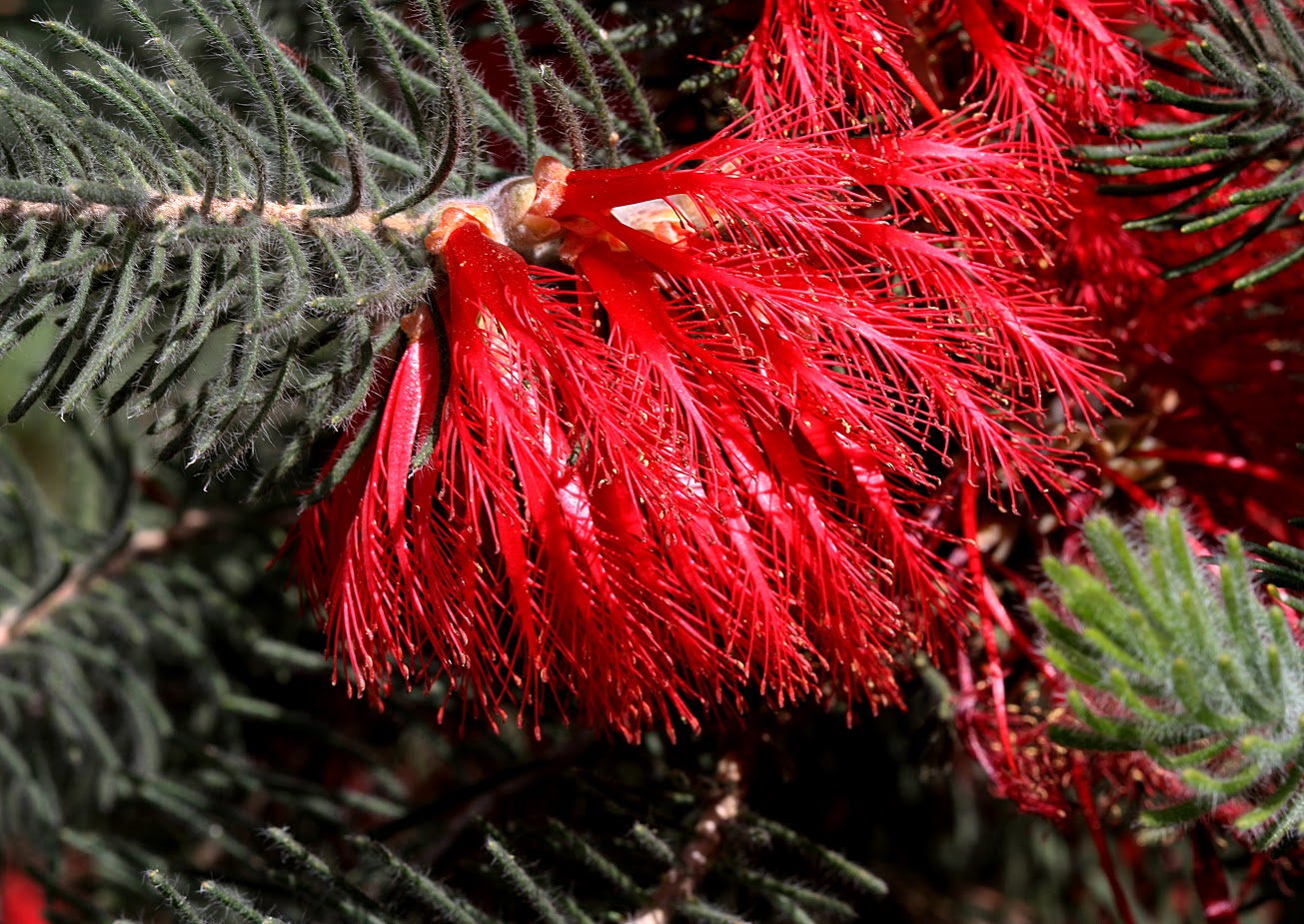 Image of Calothamnus villosus specimen.