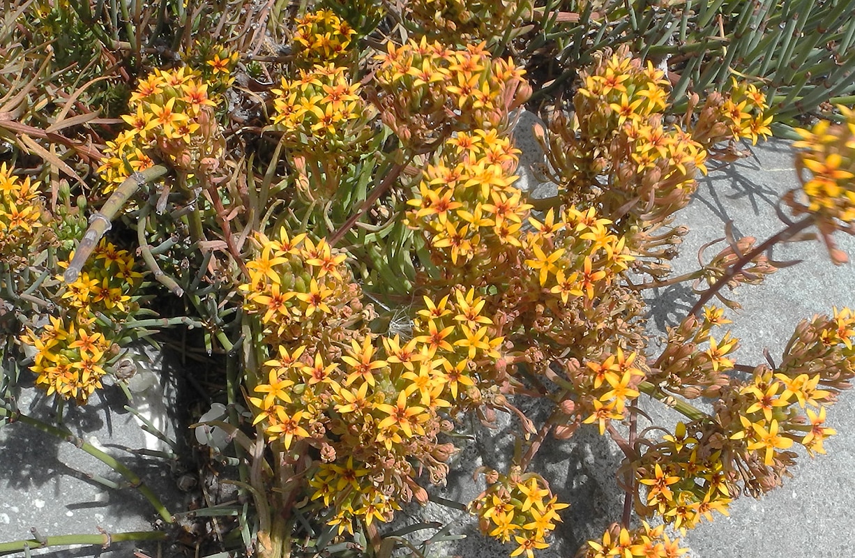 Изображение особи Quinchamalium chilense.