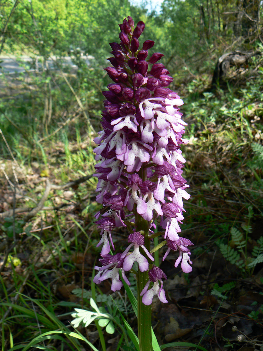 Image of Orchis purpurea ssp. caucasica specimen.