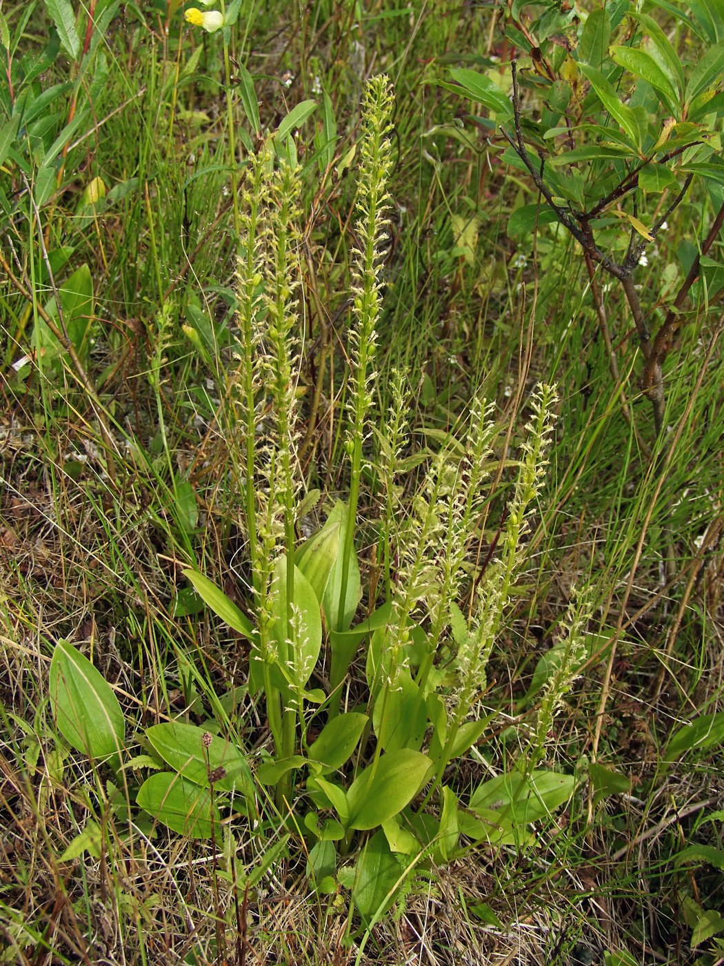 Image of Malaxis monophyllos specimen.