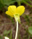 Ranunculus illyricus. Цветок (вид со стороны чашечки). Украина, Запорожский р-н, Дурная балка, разнотравная степь. 13.05.2017.