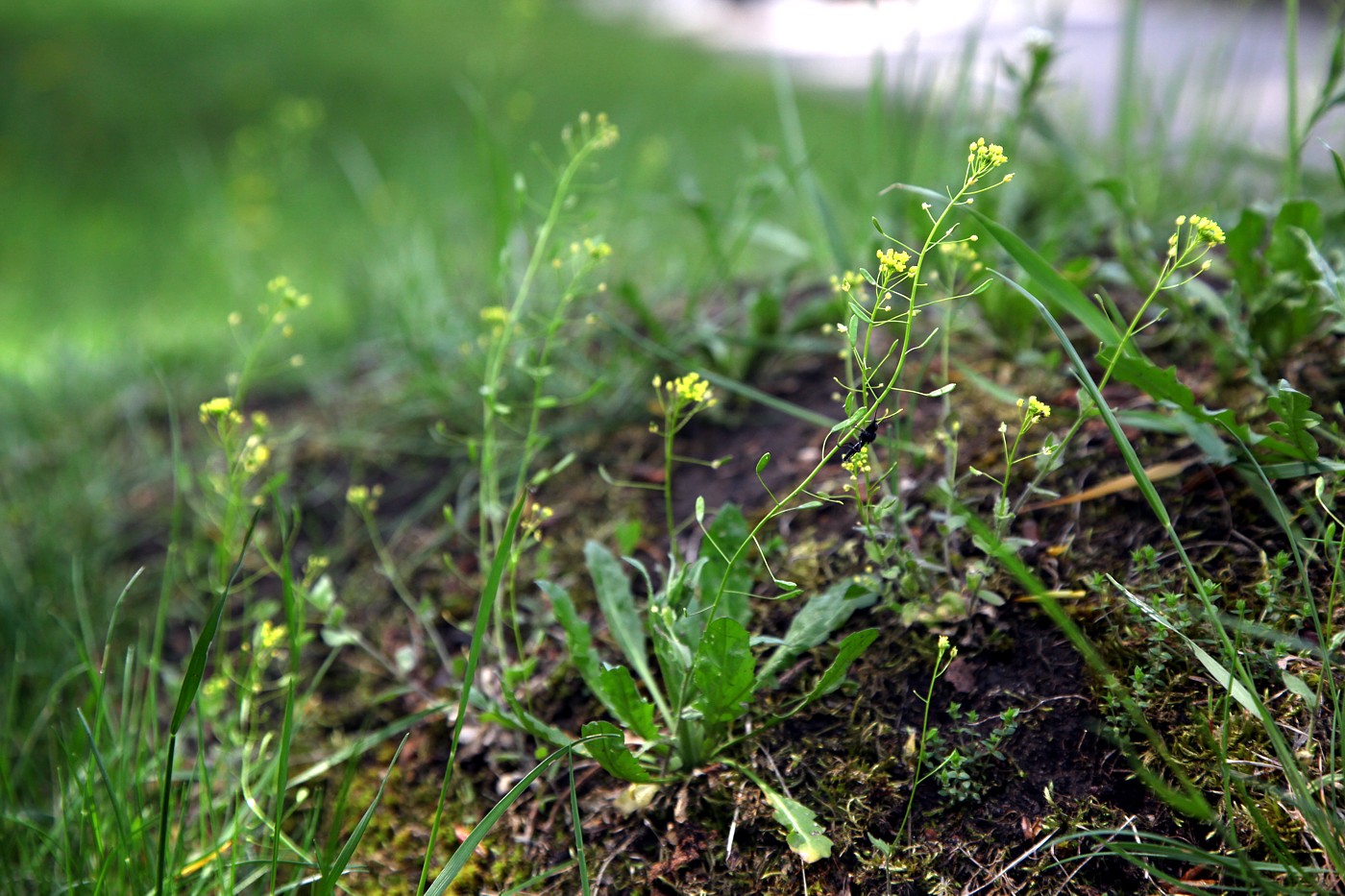 Изображение особи Draba nemorosa.