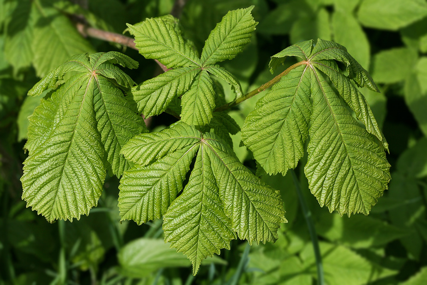 Изображение особи Aesculus hippocastanum.