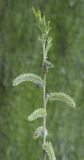 Salix viminalis