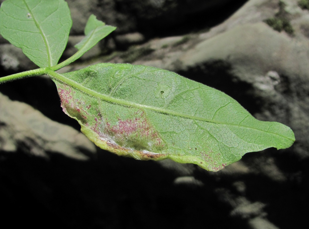Image of Fraxinus coriariifolia specimen.