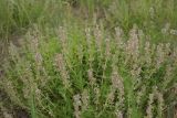 Thymus marschallianus