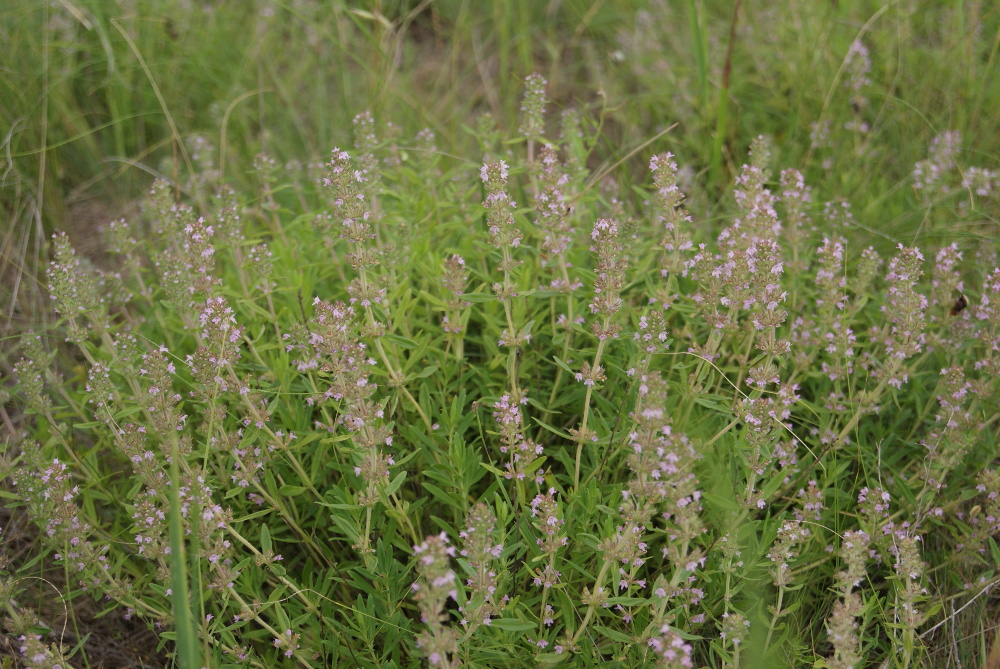 Изображение особи Thymus marschallianus.