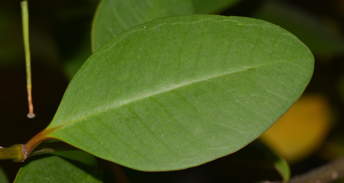 Image of Sonneratia ovata specimen.